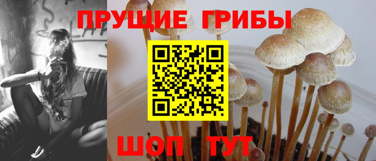 Псилоцибиновые грибы Cubensis Пушкино
